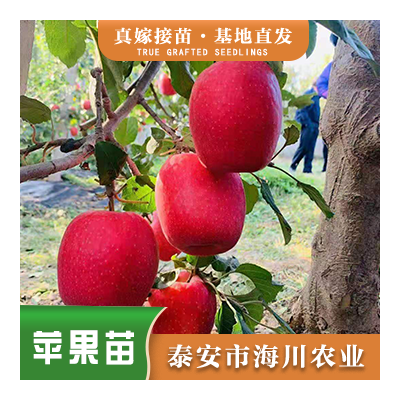 瑞香红苹果苗价格 品种纯正  现挖现卖  成活率高