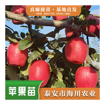 瑞香红苹果苗基地 品种纯正  现挖现卖  成活率高