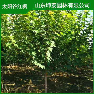 太阳谷红枫 3公分太阳谷红枫品种纯正  成活率高