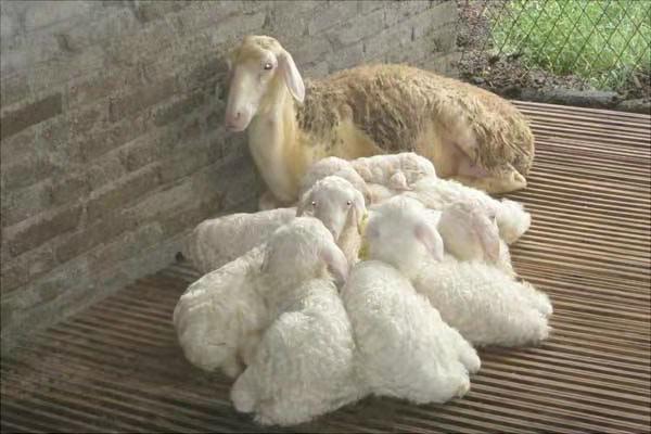 种羊多少钱 