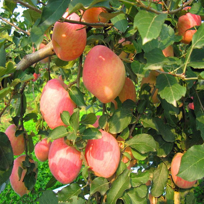 苹果苗 品种全 成活率高