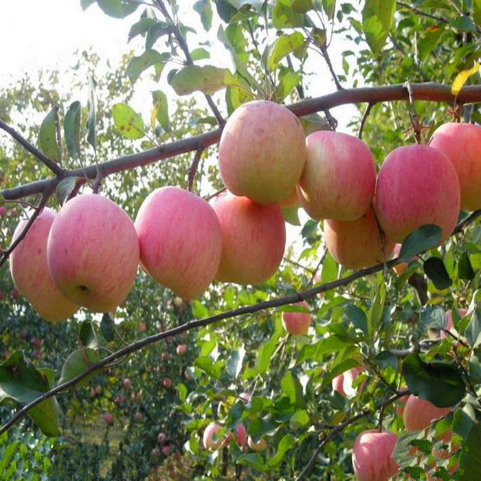 水蜜桃苹果苗 长期基地供应